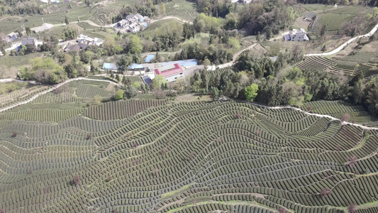  茶叶茶绿茶采茶茶山春茶茶园4K实拍视频