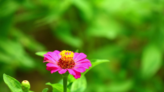 粉红花朵阳光照耀的亲密花园风景视频
