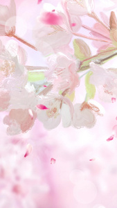唯美樱花樱花树视频