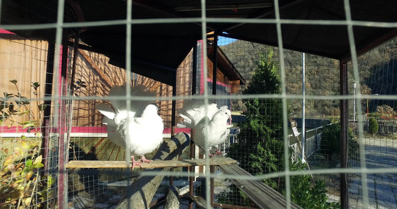 皇家鸽鸽鸟夫妇在笼子里休息视频