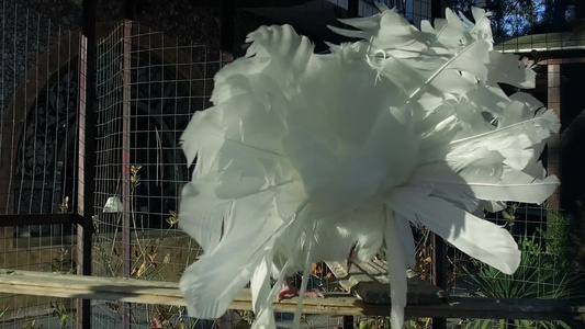 皇家白鸽独自在笼子里跳舞慢动作视频