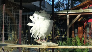 在户外花园笼子里的皇家鸽24秒视频