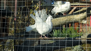 白色鸽子回到笼子里慢动作18秒视频