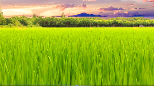 美丽山区绿油油的水稻田视频
