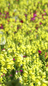 花海合集春暖花开视频