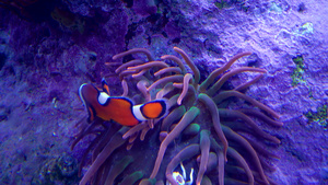 小丑鱼和海葵26秒视频