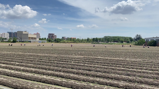 西红柿种植土地4k实拍视频视频