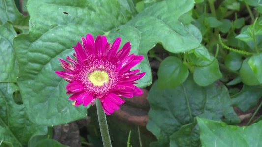 雪花花视频