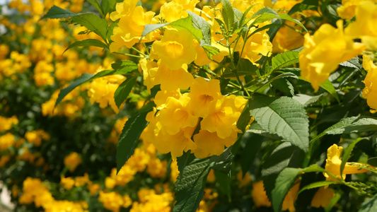 美丽的黄色花朵在灌木的树枝上成束自然花卉背景春天的视频