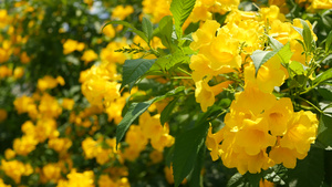 美丽的黄色花朵在灌木的树枝上24秒视频