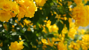 美丽的黄色花朵在灌木的树枝上成束自然花卉11秒视频