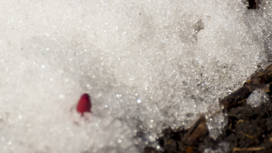 雪融化和第一朵花视频