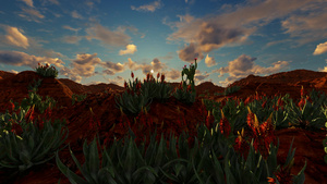 沙漠景观中带有红花的仙人掌植物16秒视频