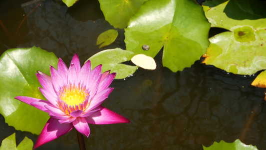 池塘里漂浮的睡莲从上面的绿色叶子与漂浮在平静的水中视频