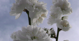 春天花朵在树枝上特写4K7秒视频