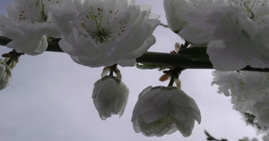 春天花朵在树枝上特写4K10秒视频