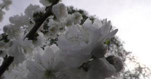 春天花朵在树枝上特写4K5秒视频