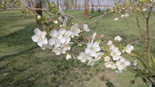 靠近河边公园的野樱桃花视频