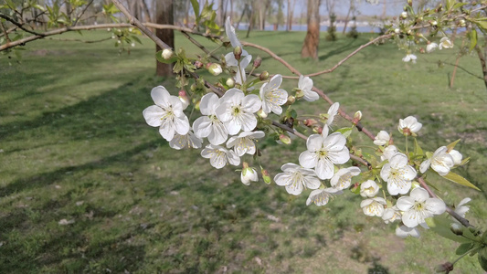 野樱花花视频