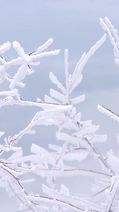 树枝上的雪山雾凇美景冷空气视频