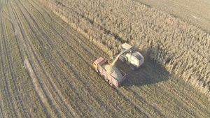 飞在玉米田上的机械采摘10秒视频