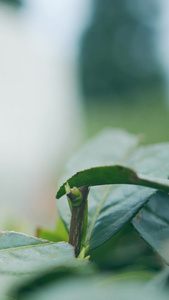 实拍茶园采茶女采茶特写视频素材雨前茶视频