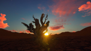 日落时在沙漠中枯树黑色鹰直升机经过沙漠29秒视频