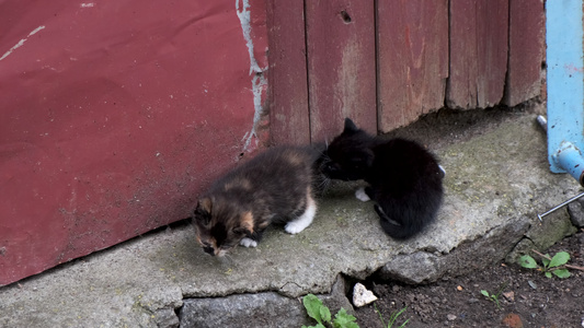 两只无家可归的小猫在外边玩耍视频