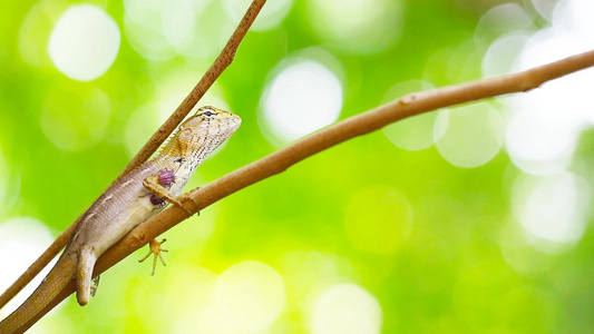 旱枝树上的蜥蜴和夏天的模糊花园背景视频