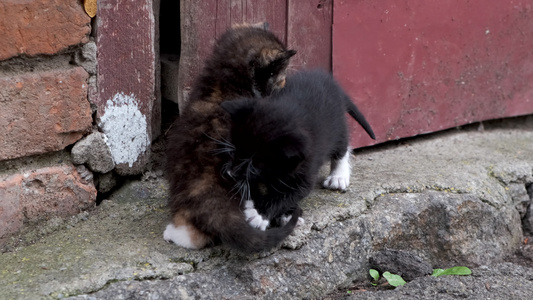 两只无家可归的小小猫在外面玩特写节目视频