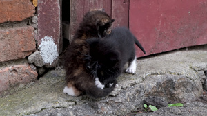 两只无家可归的小小猫在外面玩12秒视频