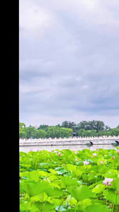 延时北京北海公园公园里夕阳下荷花池4A景区视频