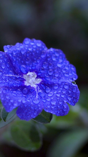 水滴花朵微距清新环境自然美21秒视频