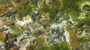 黑海沙子表面的海洋真菌海洋生态污染25秒视频
