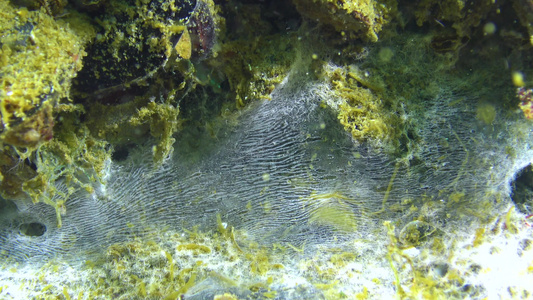 沙滩黑海海洋生态污染等表面的海洋真菌视频