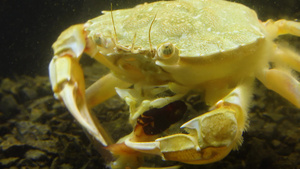 吃贝壳肉的螃蟹48秒视频