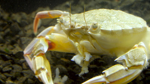 黑海里的螃蟹31秒视频