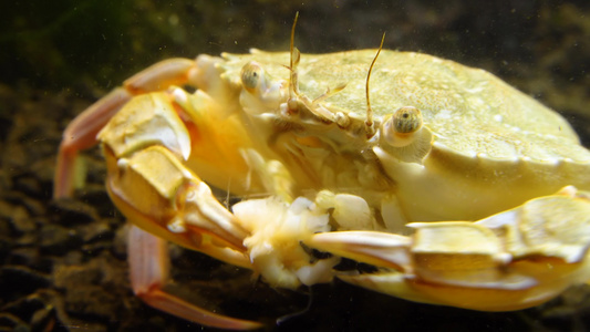 黑海吃贝壳肉的游泳螃蟹马克罗皮普斯视频