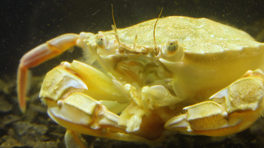 黑海吃贝壳肉的游泳螃蟹马克罗皮普斯视频