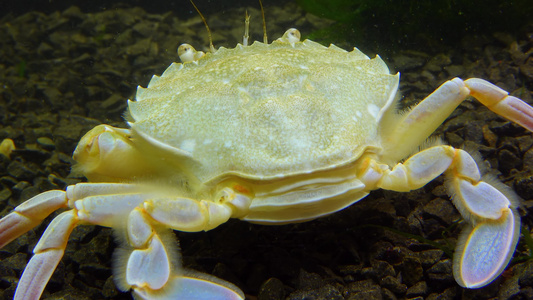 用于游泳螃蟹马克罗皮普斯的平腿蟹黑海视频