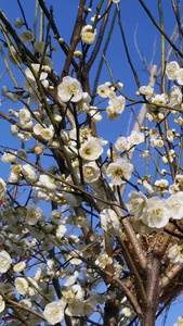 实拍满树梨花春天风景视频