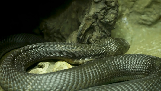 美丽的一单形眼镜蛇王在天文馆笼子里的岩石上有黑皮注视频