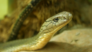 白皮浅条纹的巨型有毒蛇在地形笼中的岩石上美丽的单晶13秒视频