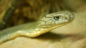 白皮浅条纹的巨型有毒蛇17秒视频