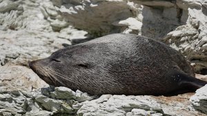 睡在南岛岩石上的海豹14秒视频