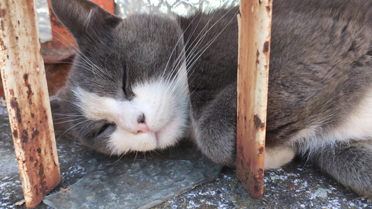 猫咪睡在窗口上视频