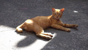 一只猫坐在地板上阳光照耀10秒视频
