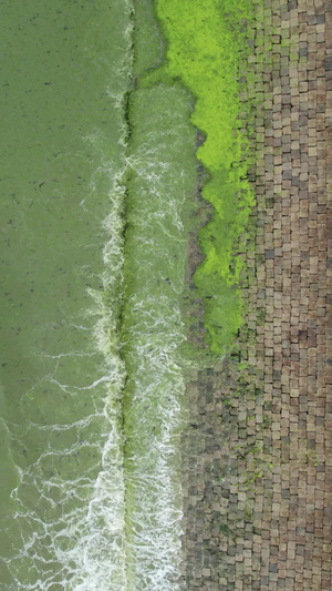 航拍青岛海边浒苔灾害水污染65秒视频