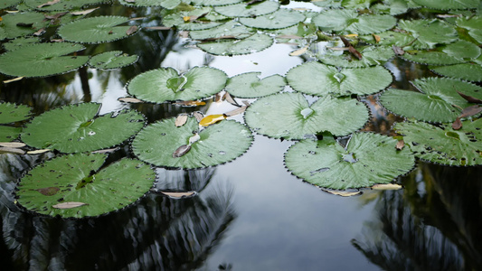 从上面漂浮的绿色睡莲在平静的池塘里叶子漂浮在平静的视频