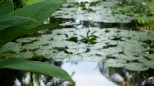 从上面漂浮的绿色睡莲在平静的池塘里叶子漂浮在平静的视频